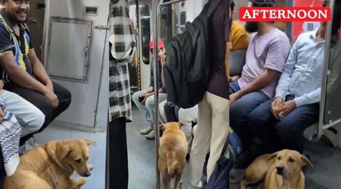 Stray Dog Finds Shelter in Kolkata Metro Amid Diwali Firecracker Chaos