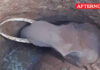 Four Elephants Rescued from well