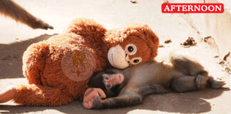 Abandoned baby monkey finds comfort in toy