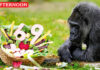 World oldest Gorilla fatou celebrates 69th birthday