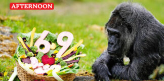 World oldest Gorilla fatou celebrates 69th birthday