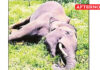 Wild elephant killed by explosive laden fruit