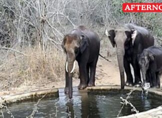 Measures to fulfill the drinking water needs of wildlife