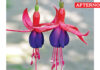 Woman-shaped Fuchsia blooms draw Tourists to Kodaikanal