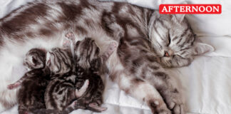 Cat dispute over Kittens turns violent between neighbours in Bengaluru