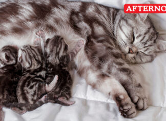 Cat dispute over Kittens turns violent between neighbours in Bengaluru