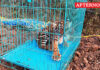Tiger cub rescued near Ooty
