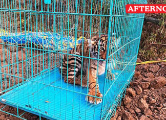 Tiger cub rescued near Ooty
