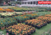 Ooty Flower Show preparations in full swing ahead of Summer Festival