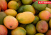 Licence cancellation warning for artificially ripened mango sales