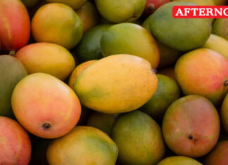 Licence cancellation warning for artificially ripened mango sales