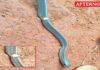 Gold ring found stuck in snake rescued