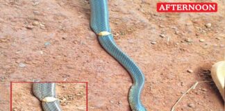 Gold ring found stuck in snake rescued