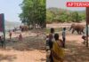 Wild Elephant attacks Tourists near Mekedatu