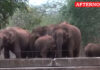 Forest Department fills water tanks as elephants flock amid summer drought