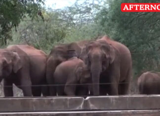 Forest Department fills water tanks as elephants flock amid summer drought