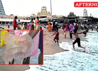 Jellyfish spotted along Tiruchendur shore; devotees warned