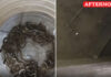 27 Non-Venomous snakes found in water tank