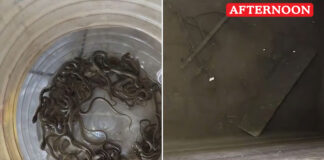 27 Non-Venomous snakes found in water tank