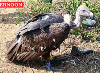 Research Vulture electrocuted near Mudumalai Tiger reserve