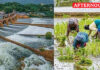 Delta Farmers asked to begin irrigation preparations