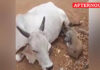 Cow feeds hungry piglet in heartwarming act