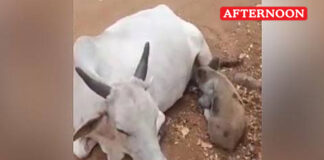 Cow feeds hungry piglet in heartwarming act