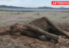 Female Elephant Found Dead In Bhavanisagar Reservoir Area