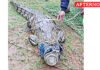 Crocodile that terrorised people for nine months in Kothaiyaru Caught
