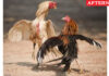 No ban on cockfights in TN: DGP tells High Court