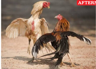 No ban on cockfights in TN: DGP tells High Court