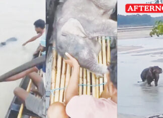 Fishermen rescue elephant calf swept away in Teesta river