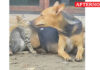 Dog feeds orphaned kitten, touching bond in Ariyalur