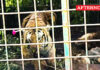 Tiger that killed two people trapped in cage in Gudalur