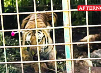 Tiger that killed two people trapped in cage in Gudalur