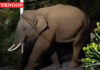 Wild elephant damages workers’ shelter