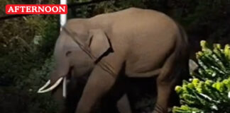 Wild elephant damages workers’ shelter