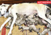 Chippiparai dog gives birth to 17 puppies in single delivery