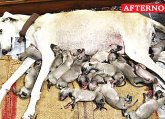 Chippiparai dog gives birth to 17 puppies in single delivery