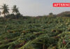 20,000 banana trees damaged in gale in Bhavani