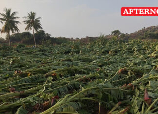 20,000 banana trees damaged in gale in Bhavani