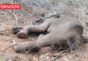 Injured female elephant found dead in Sirumugai forest