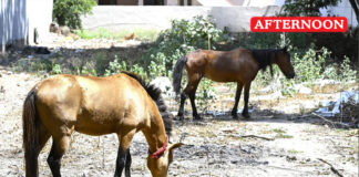 Stray horse menace remains unchecked in Kovai