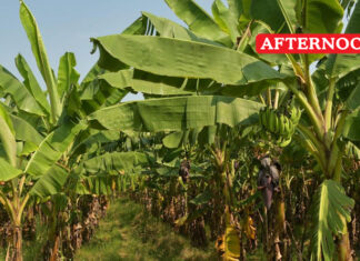 West Asia war eats into export of banana leaves