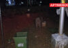 Wild Boars Roam Bharathiar University Campus