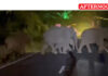 Elephant Herd Waits Patiently For Vehicles To Clear Road In Coimbatore