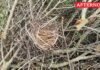 Native trees axed, bird nests destroyed: Contractor fined