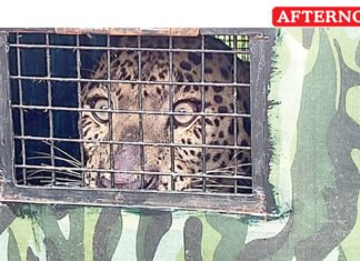 Leopard that terrorised Mettur finally trapped