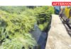 Concern over sewage discharge into Cauvery