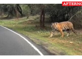 Tiger crosses safari road at Mudumalai